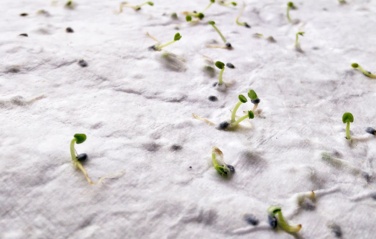 Logo trade promotional items picture of: A6 wildflower seed paper sheet