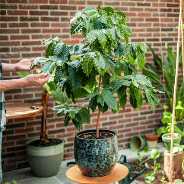 Logotrade ärikingi foto: Treemore Letterbox Trees Kohv